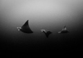   Purists Nature Devil RaysLocation Aliwal Shoal Umkomaas  